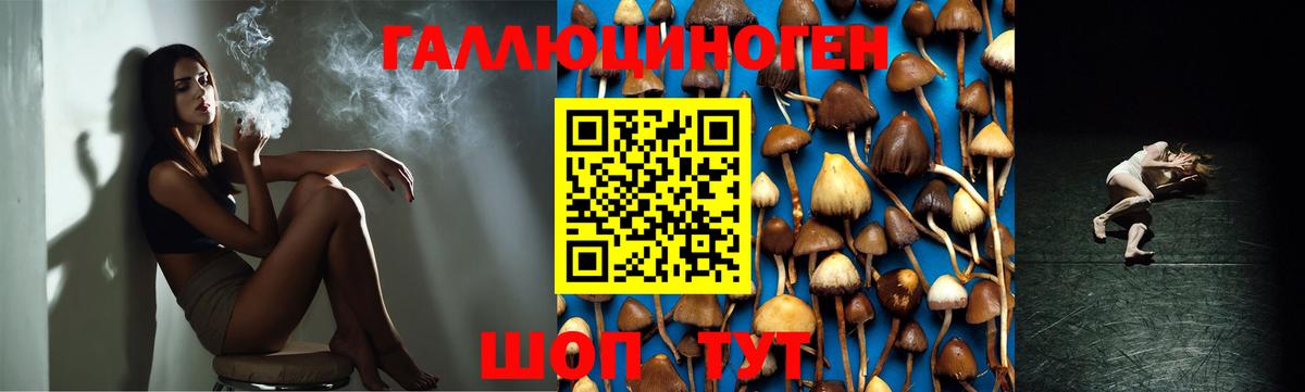 Псилоцибиновые грибы Psilocybe Чехов